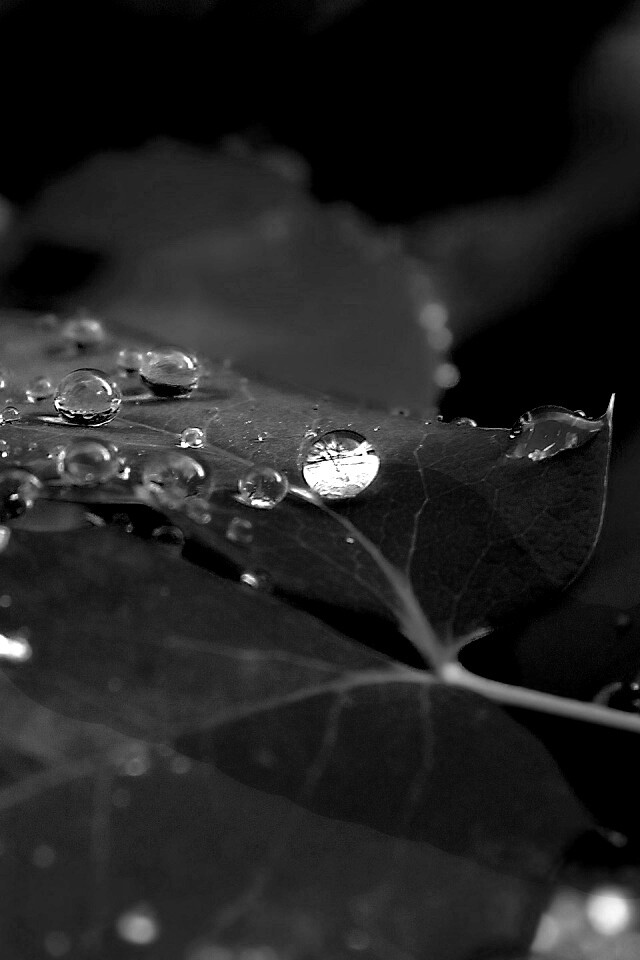 Синеватый лист обои