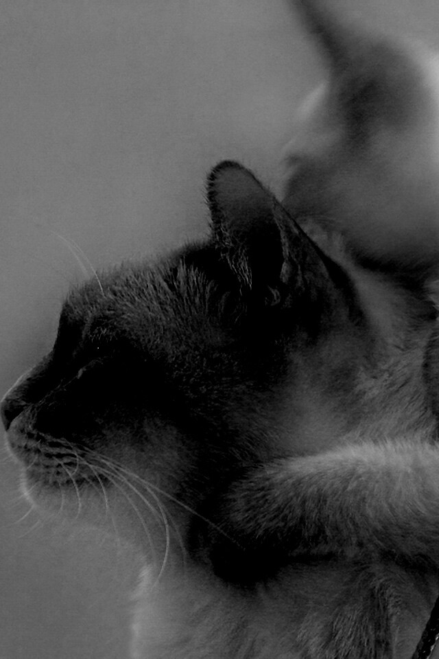 Котёнок обнимает маму обои