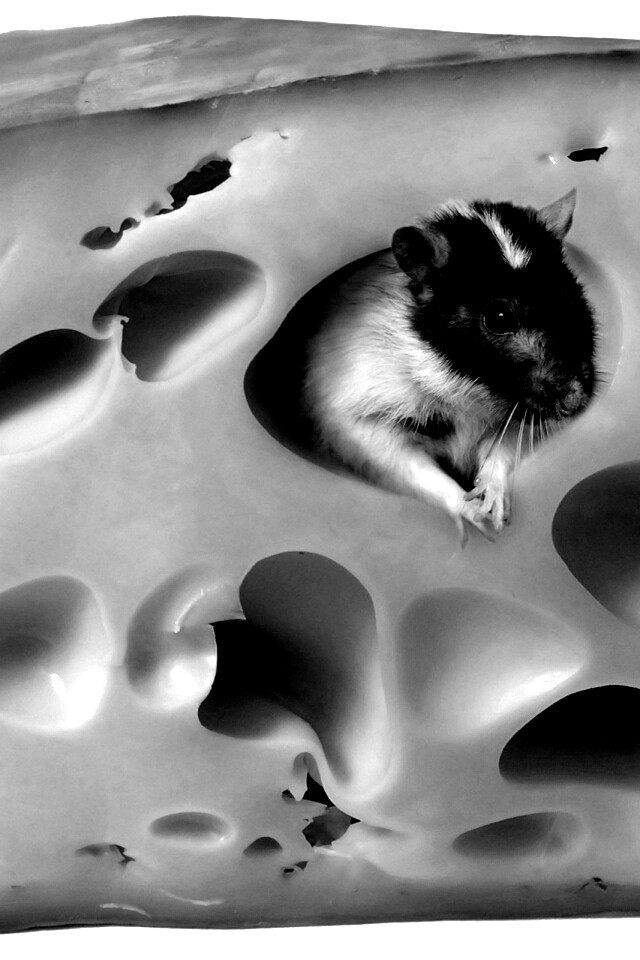 Мышка в сыре обои