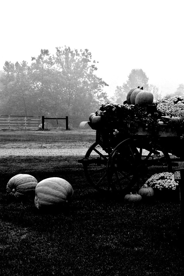 Урожай тыков обои