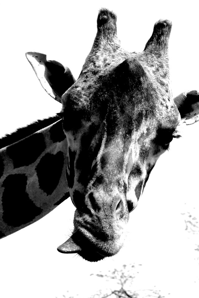 Жираф показывает язык обои