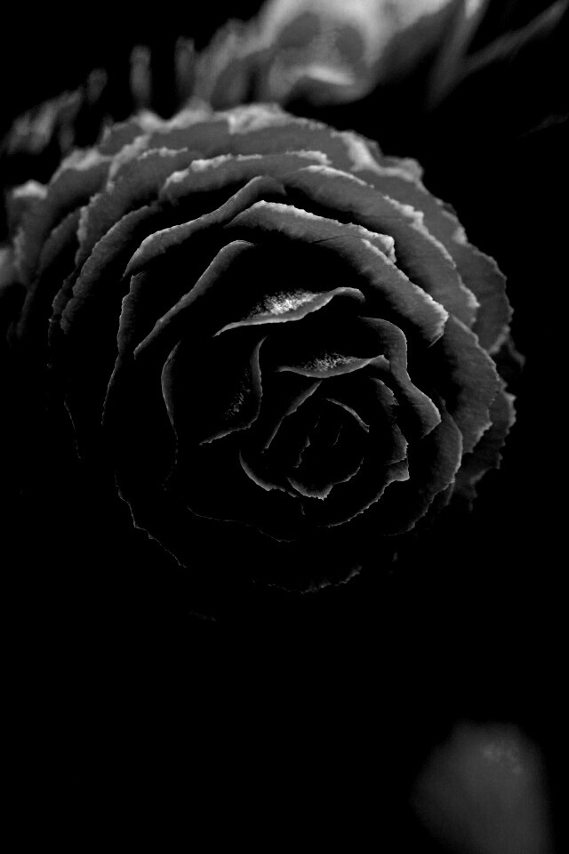 Молодая шишка обои