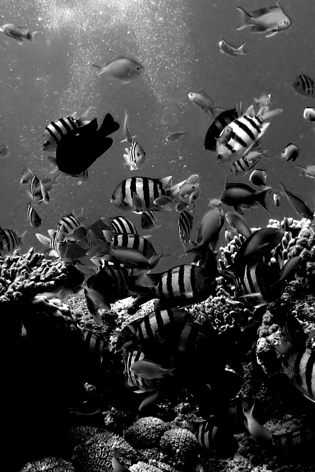 Жизнь в корраловом рифе обои