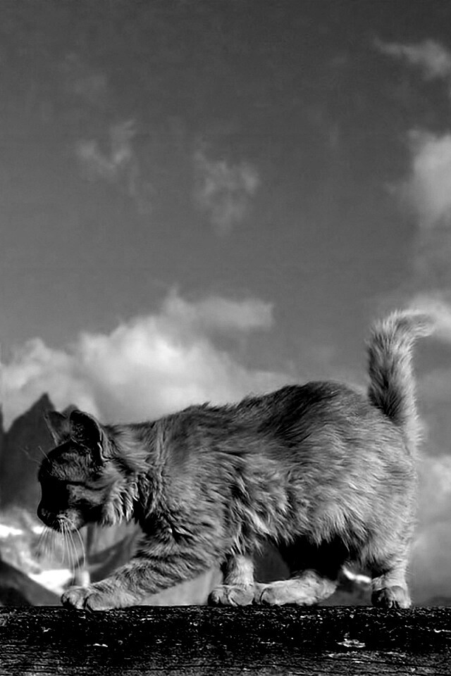 Рыжий котик в горах обои