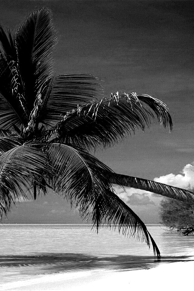 Пальма над водой обои