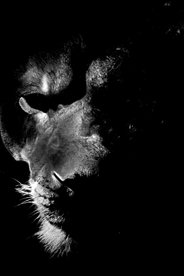 Фас льва обои