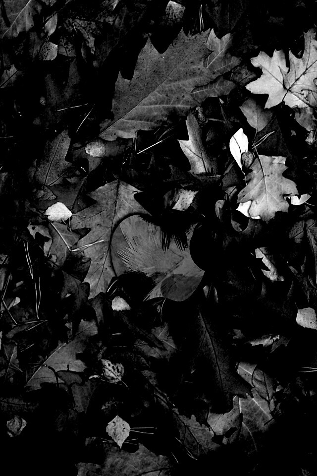 Эпл в сухой листве обои