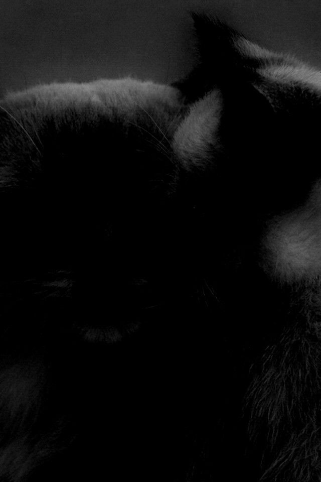 Кошка с котенком обои