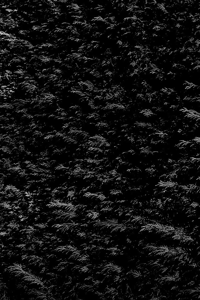 Густые хвойные заросли обои