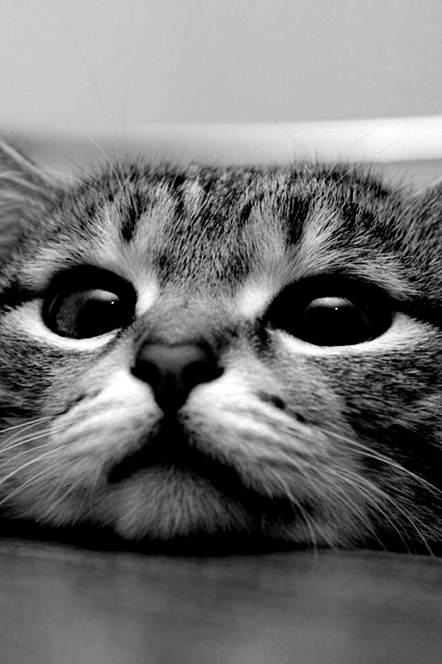 Любопытный котейка обои