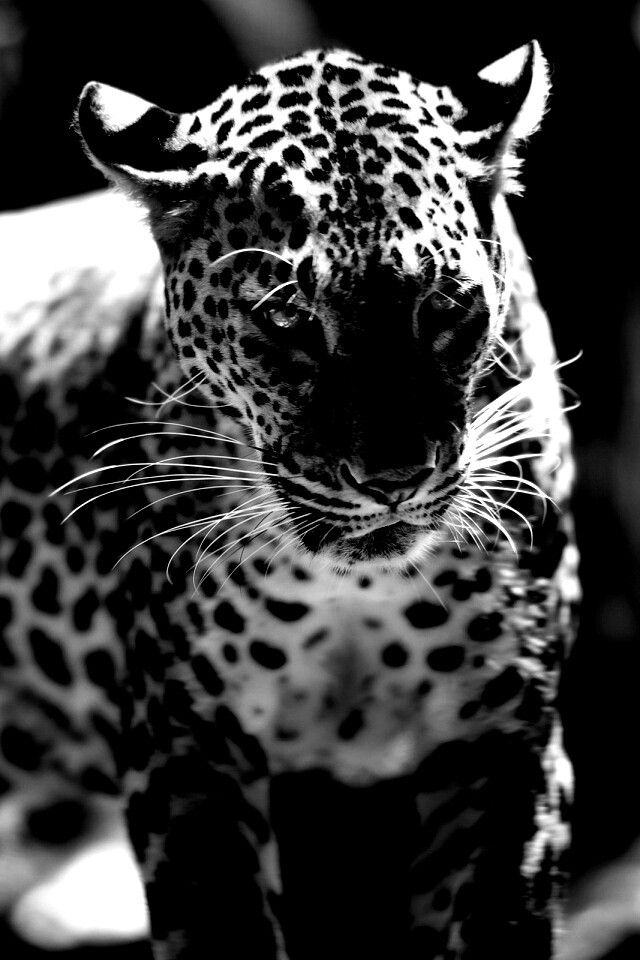 Леопард в сингапурском зоопарке обои