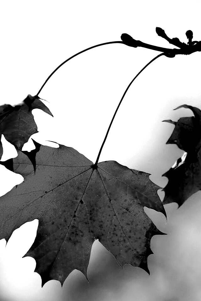 Покрасневшие листья клена обои