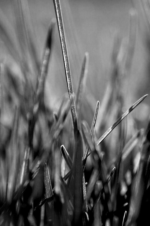 Ярко зеленая трава обои