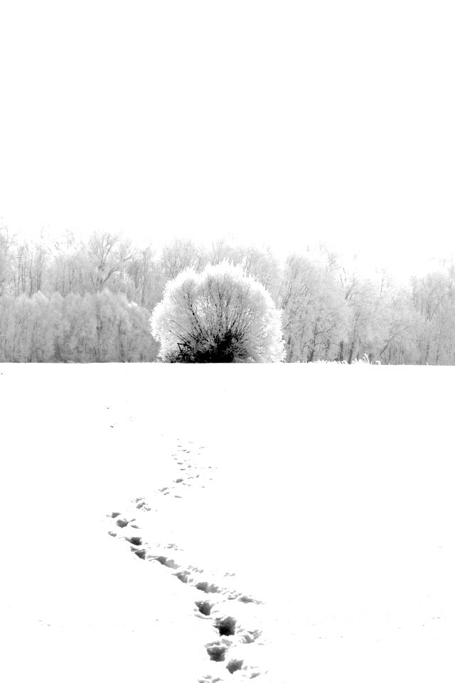 Следы на снегу обои