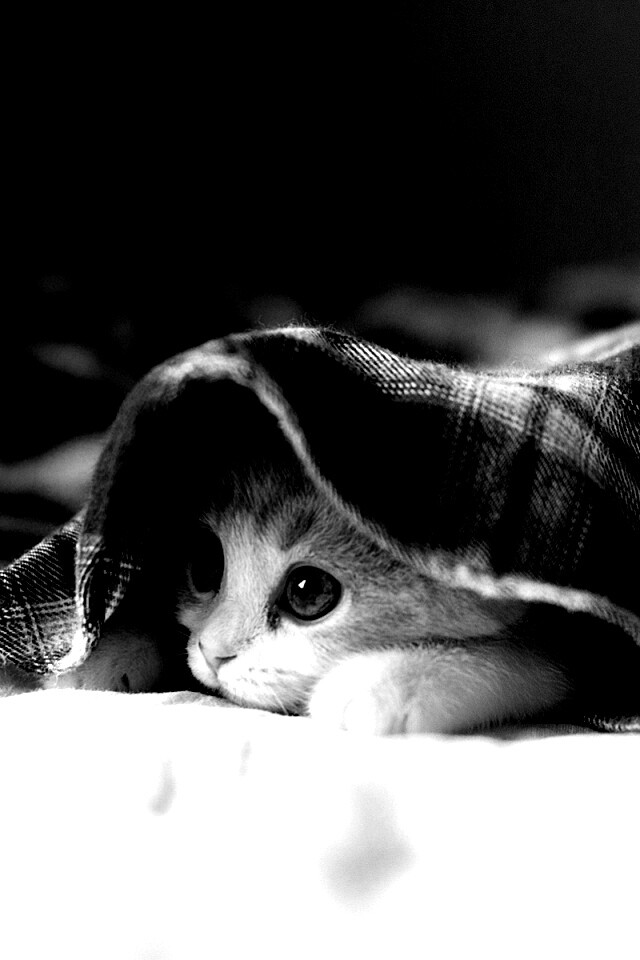 Котенок под одеялом обои
