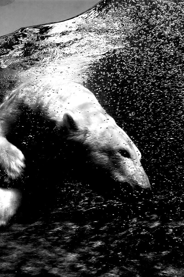 Нырнувший белый медведь обои