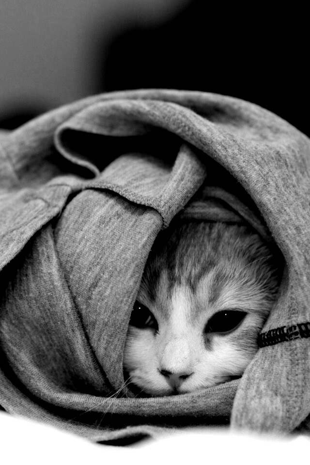 Закутавшийся в футболку кот обои