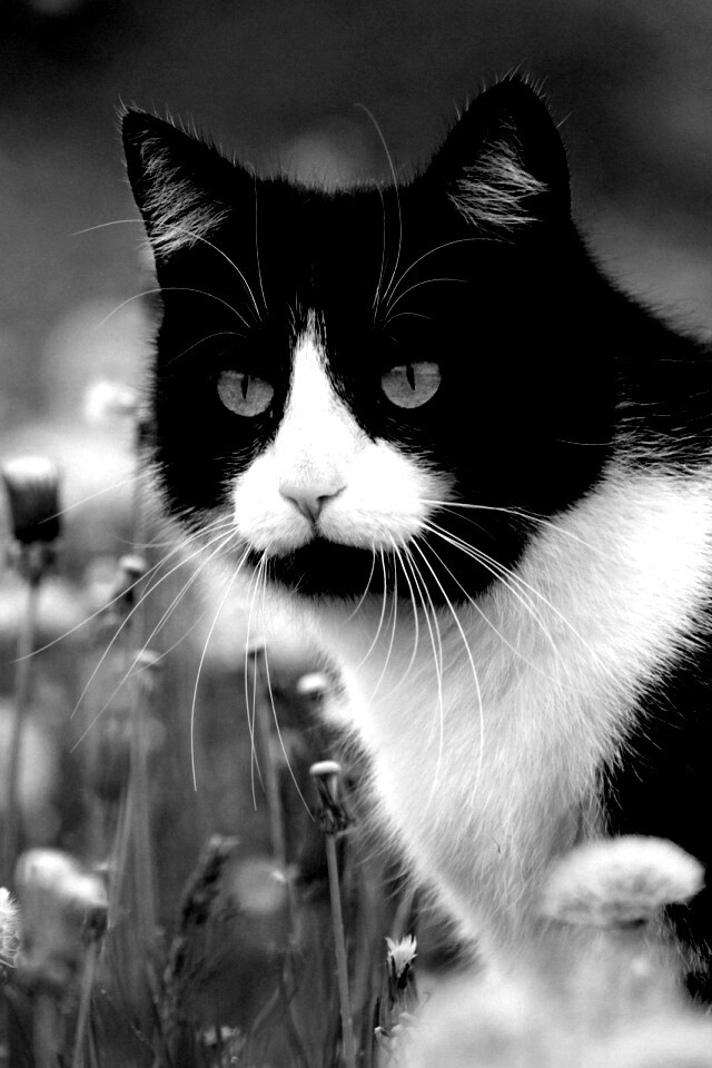 Кот в одуванчиках обои