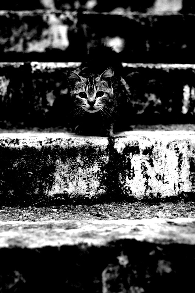 Растрепанная кошка на ступеньках лестницы обои