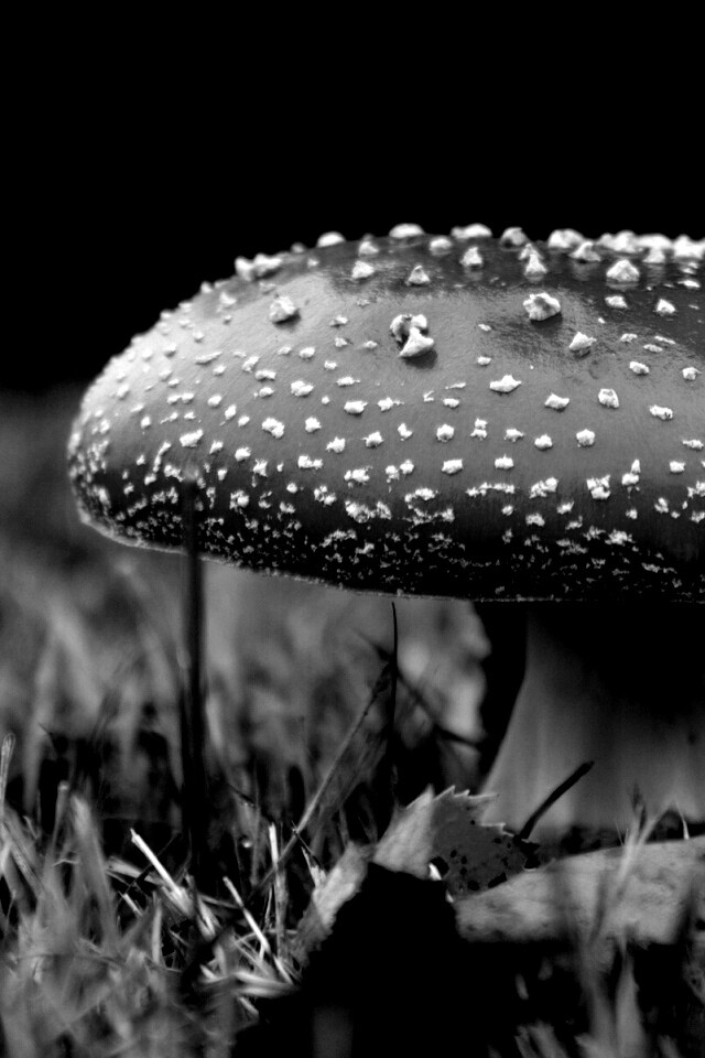 Мухомор обои