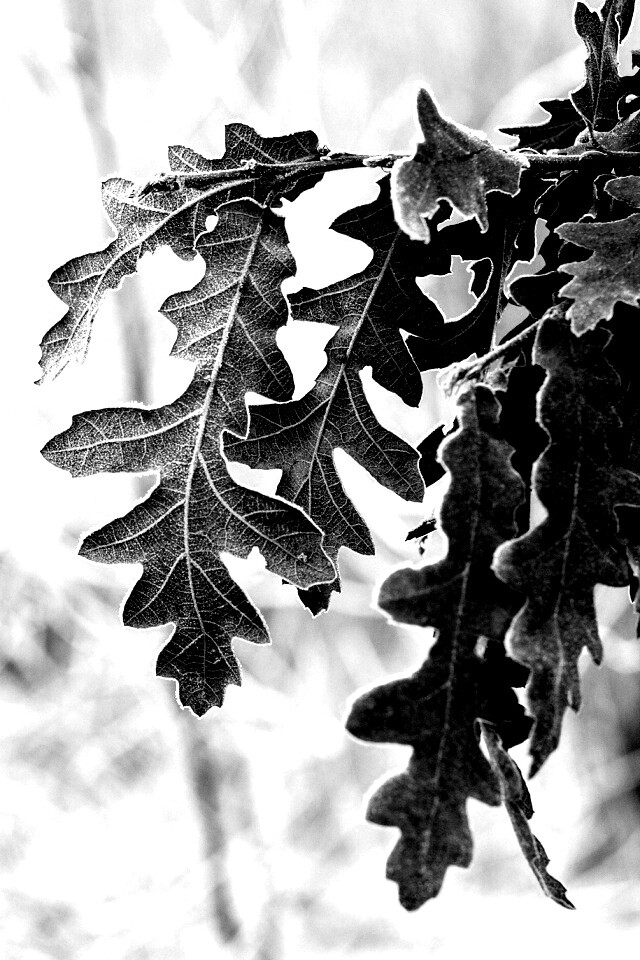 Дубовые листья обои