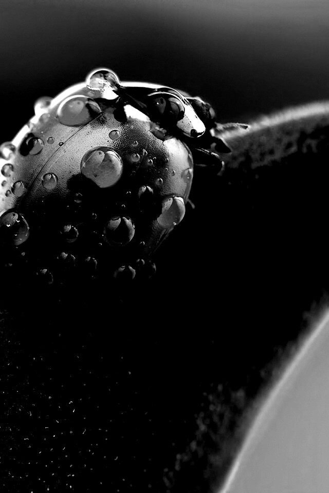 Божья коровка в макро обои