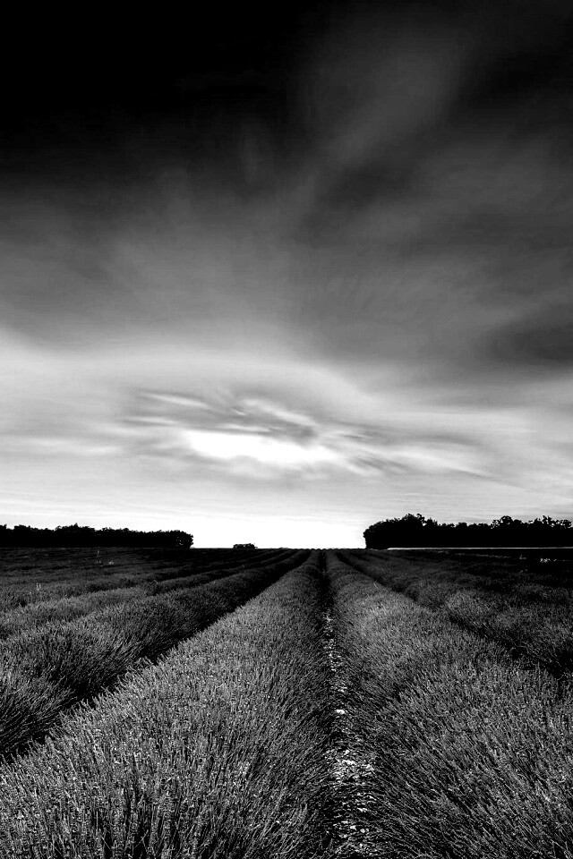 Поле фиолетовых цветов на закате обои