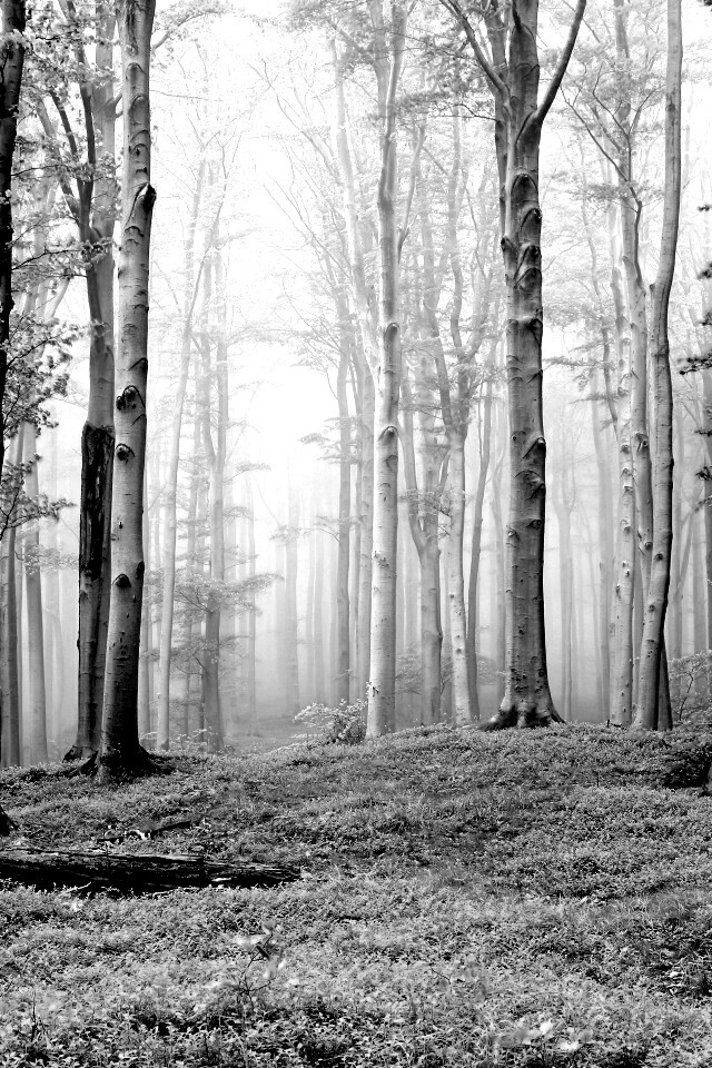 Опушка осинового леса обои