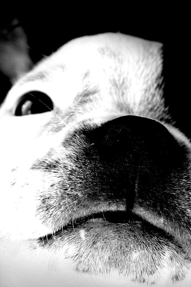 Бостонский терьер обои