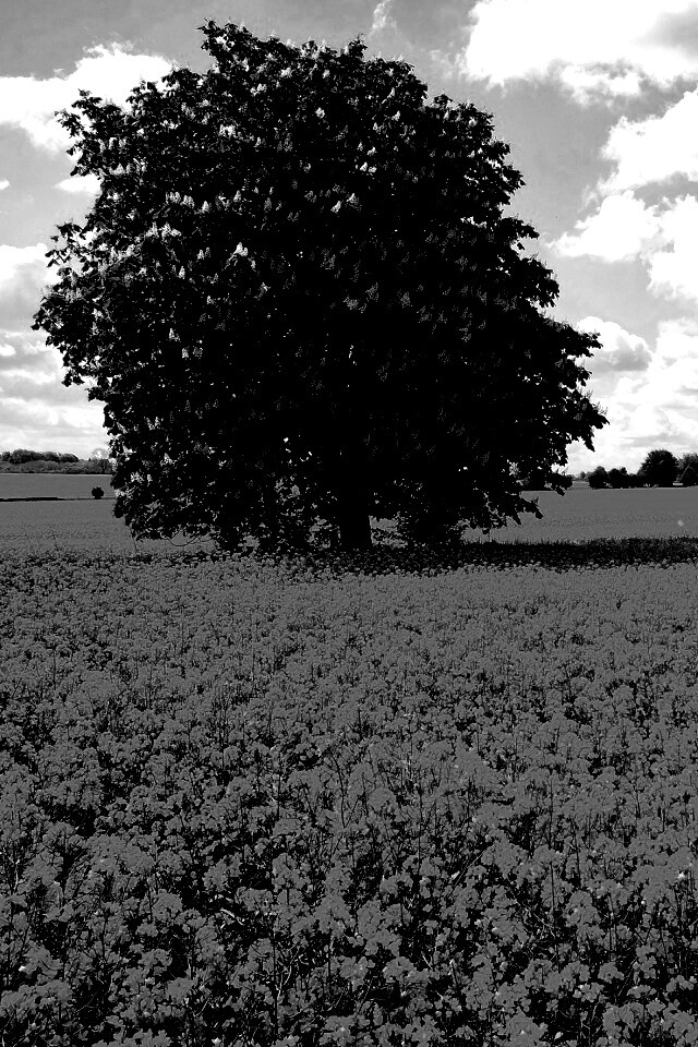 Каштан на цветочном поле обои