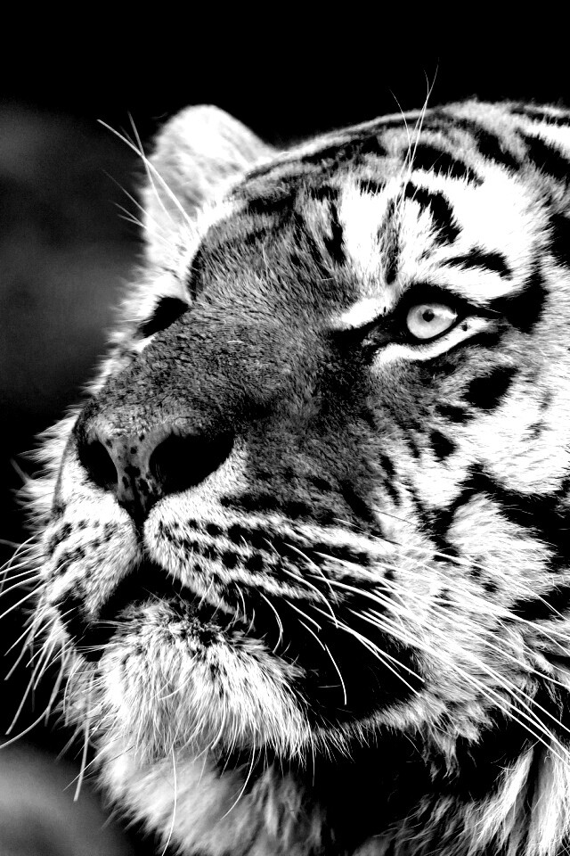 Амурский тигр обои