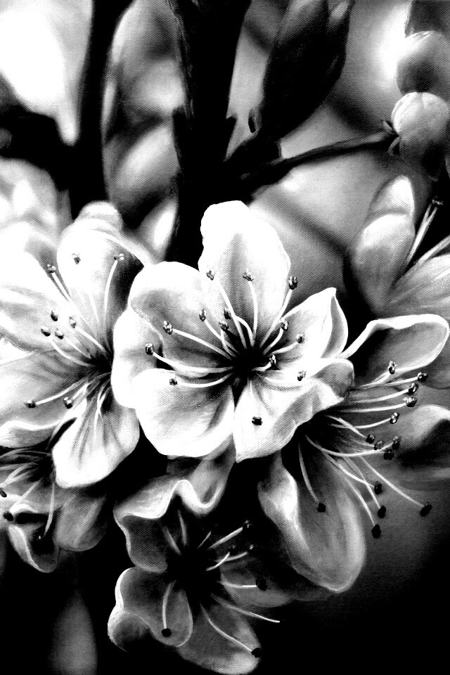 Яблоня в цвету картина обои