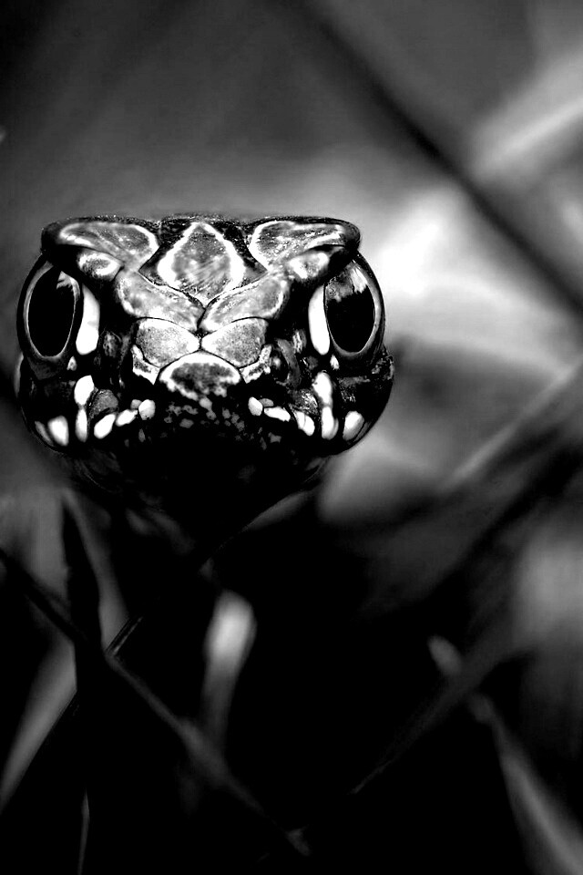 Змея в траве обои