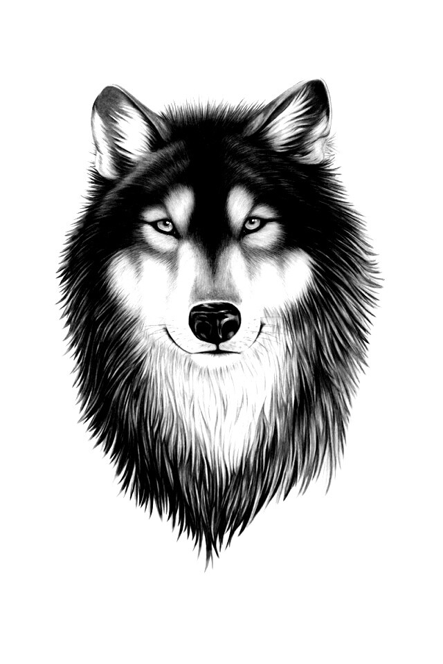 Голова волка обои