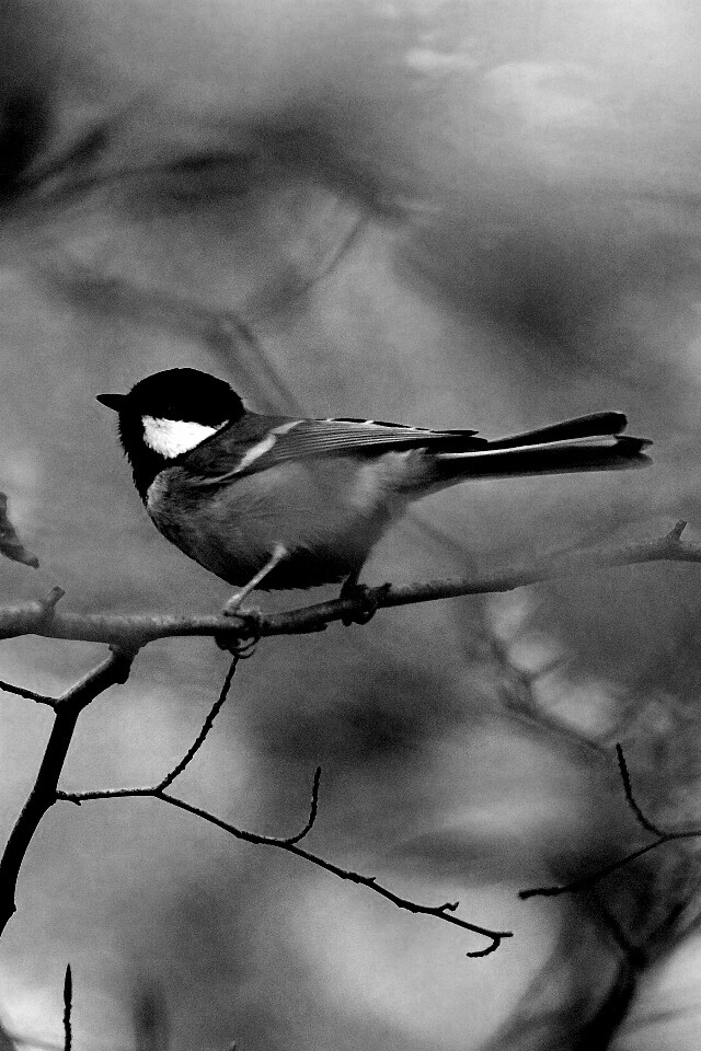 Синичка в желтой листве обои