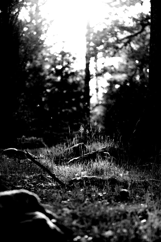 Лето в лесу обои