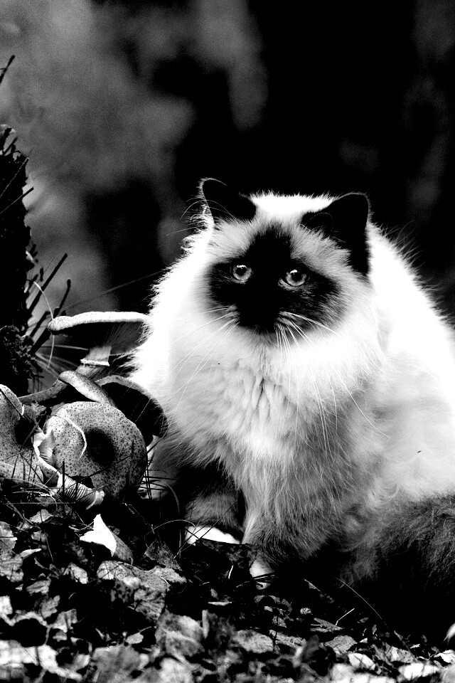 Пушистый кот среди пожелтевшей листвы обои