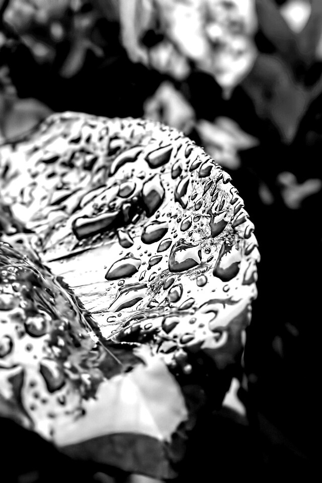 Красный лист в каплях воды обои