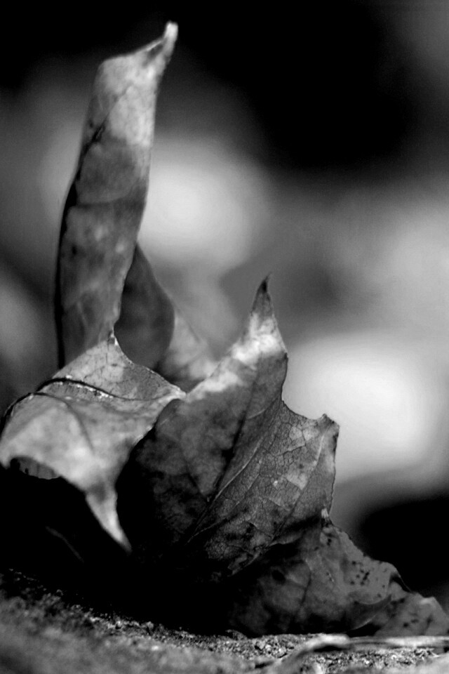 Пламенеющий осенний лист обои