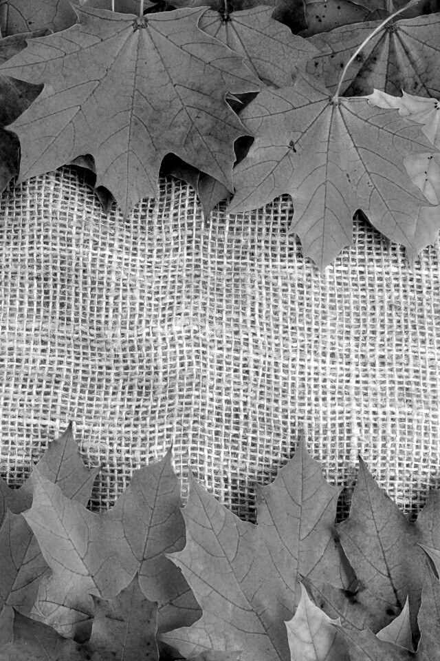 Желтые кленовые листья на холсте обои