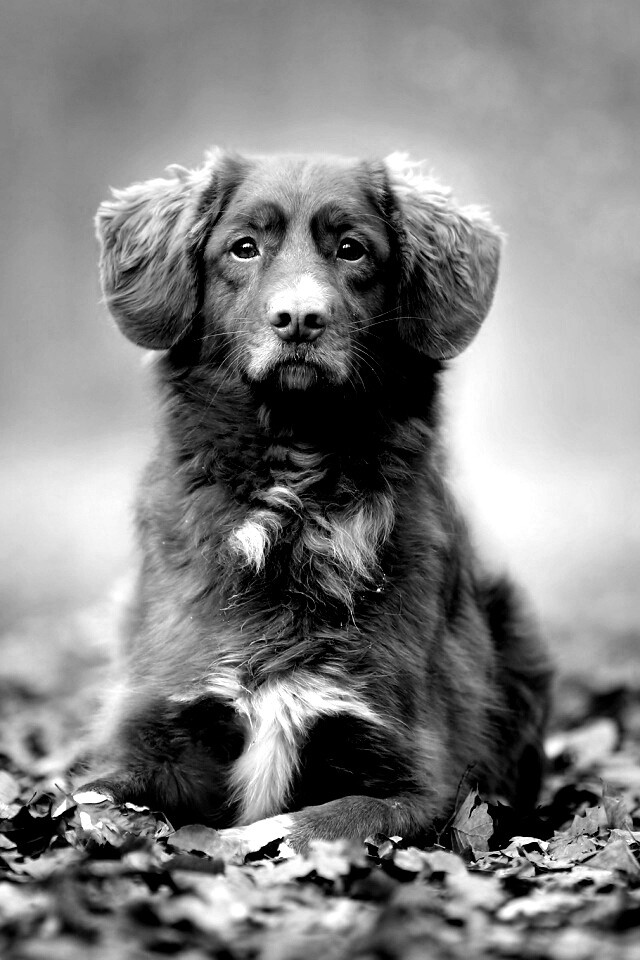 Осенний пес обои