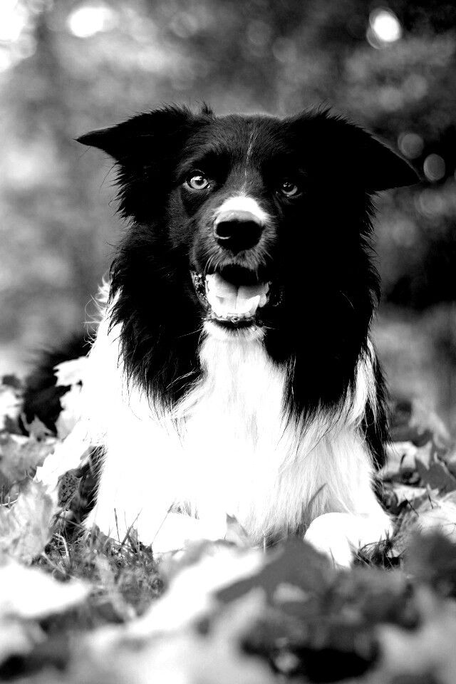 Пес среди листвы обои