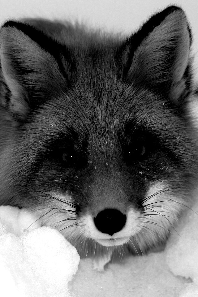 Рыжая лиса в снегу обои