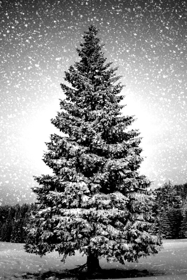 Ель в снегопад обои