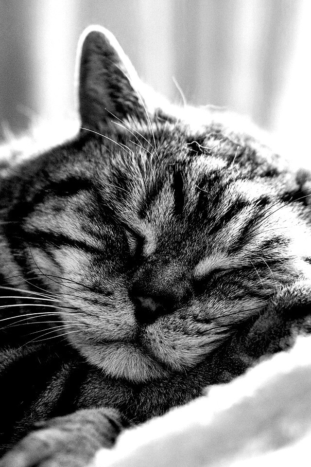 Спящий кошак обои