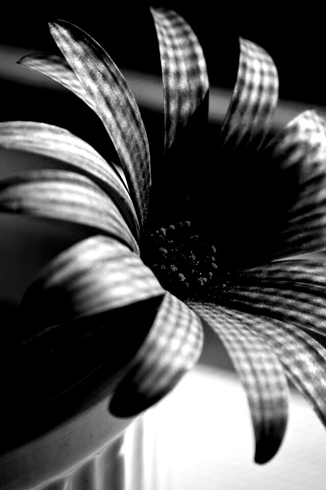 Сиреневый цветок в стакане обои