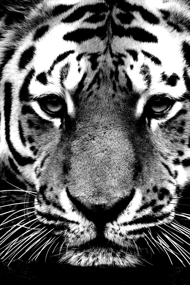 Купание тигра обои