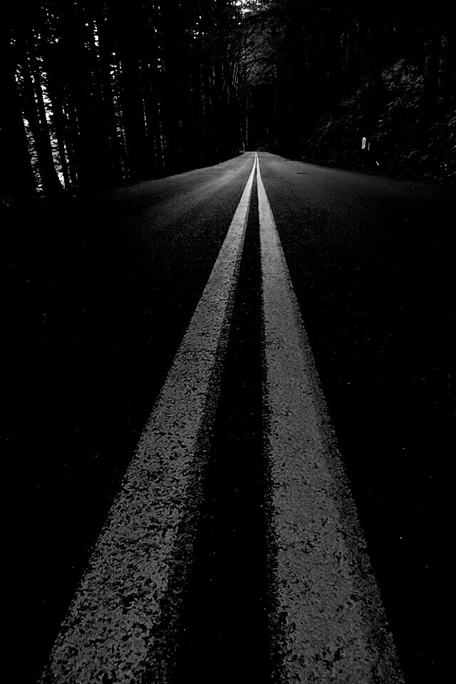 Дорога в лесу обои