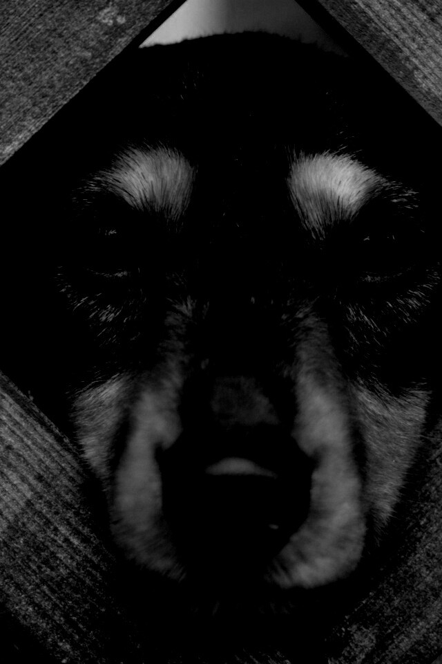 Мордочка в заборе обои