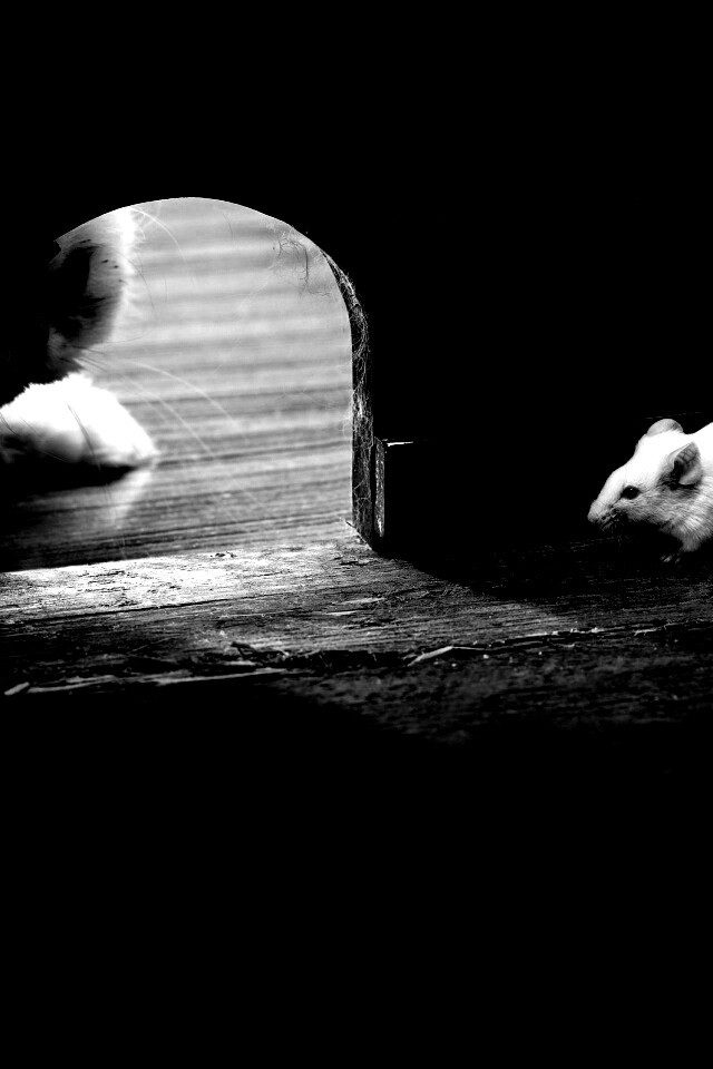 Кошки - мышки обои